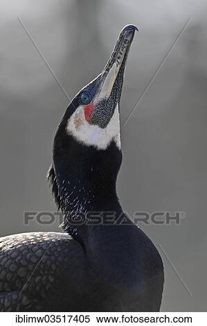 "Great Cormorant or Great Black Cormorant (Phalacrocorax carbo), portrait, Stuttgart, Baden-Wurttemberg, Germany, Europe" View Large Photo Image Stock Photography - "Great Cormorant or Great Black Cormorant (Phalacrocorax carbo), portrait, Stuttgart, Baden-Wurttemberg, Germany, Europe". Fotosearch