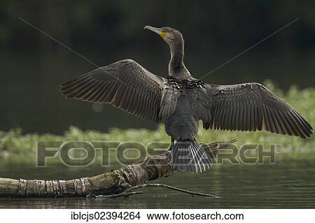 "Great Cormorant (Phalacrocorax carbo), standing with outstretched wings on a tree trunk, rear view, Bergisches Land, North Rhine-Westphalia, Germany, Europe" View Large Photo Image Picture - "Great Cormorant (Phalacrocorax carbo), standing with outstretched wings on a tree trunk, rear view, Bergisches Land, North Rhine-Westphalia, Germany, Europe". Fotosearch