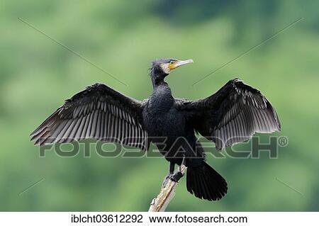 Stock Image - "Great Cormorant (Phalacrocorax carbo) with wings outstretched, Central Macedonia, Greece, Europe". Fotosearch