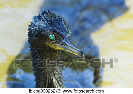 Stock Image - "Great Cormorant (Phalacrocorax carbo), portrait, Keoladeo National Park, Rajasthan, India, Asia". Fotosearch