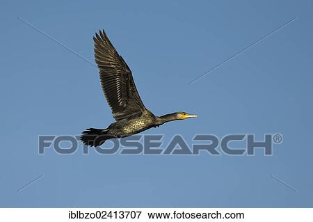 Great Cormorant (Phalacrocorax carbo) in flight, Stuttgart, Baden-Wuerttemberg, Germany, Europe View Large Photo Image Stock Photo - Great Cormorant (Phalacrocorax carbo) in flight, Stuttgart, Baden-Wuerttemberg, Germany, Europe. Fotosearch