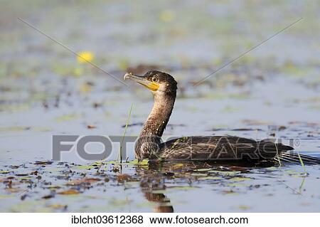 "Great Cormorant (Phalacrocorax carbo), immature, Central Macedonia, Greece, Europe" View Large Photo Image Stock Photo - "Great Cormorant (Phalacrocorax carbo), immature, Central Macedonia, Greece, Europe". Fotosearch