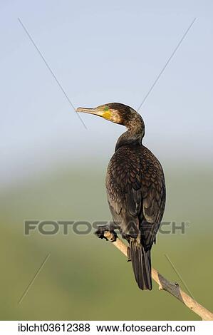 Stock Photo - "Great Cormorant (Phalacrocorax carbo) immature, Central Macedonia, Greece, Europe". Fotosearch