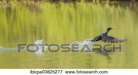 Stock Photo - "Great Cormorant (Phalacrocorax carbo) starting with fish in beak, Keoladeo National Park, Rajasthan, India, Asia". Fotosearch