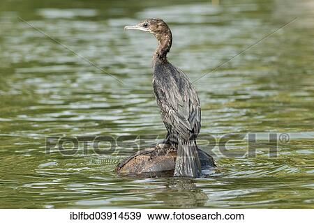 Stock Photo - "Great cormorant (Phalacrocorax carbo), Kerala Backwaters, Kerala, India, Asia". Fotosearch