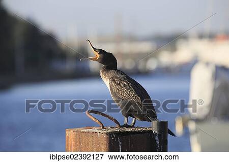 "Great Cormorant (Phalacrocorax carbo) in the port of Travemuende, Schleswig-Holstein, Germany, Europe" View Large Photo Image Stock Photo - "Great Cormorant (Phalacrocorax carbo) in the port of Travemuende, Schleswig-Holstein, Germany, Europe". Fotosearch