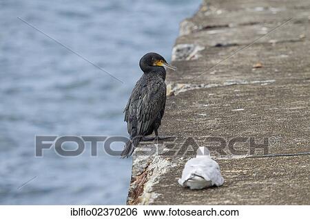"Great Cormorant (Phalacrocorax carbo), island of Heligoland, Schleswig-Holstein, Germany, Europe" View Large Photo Image Stock Photograph - "Great Cormorant (Phalacrocorax carbo), island of Heligoland, Schleswig-Holstein, Germany, Europe". Fotosearch