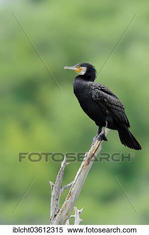 Stock Photography - "Great Cormorant (Phalacrocorax carbo), Central Macedonia, Greece, Europe". Fotosearch