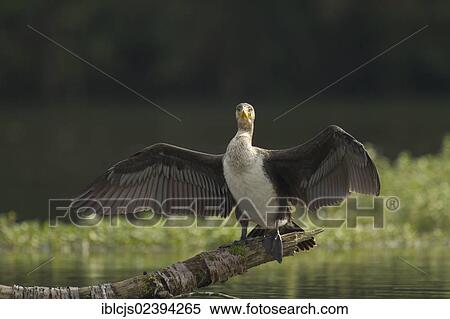 Stock Photography - "Great Cormorant (Phalacrocorax carbo), standing with outstretched wings on a tree trunk, front view, Bergisches Land, North Rhine-Westphalia, Germany, Europe". Fotosearch