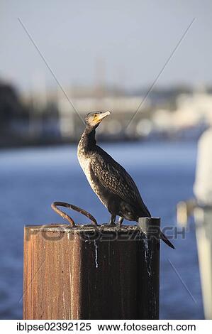 "Great Cormorant (Phalacrocorax carbo) in the port of Travemuende, Schleswig-Holstein, Germany, Europe" View Large Photo Image Stock Photography - "Great Cormorant (Phalacrocorax carbo) in the port of Travemuende, Schleswig-Holstein, Germany, Europe". Fotosearch