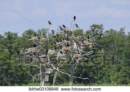 "Great Cormorants or Great Black Cormorants (Phalacrocorax carbo) nesting on dead trees, breeding colony, Meissendorfer Teiche, Meissendorf, Lower Saxony, Germany, Europe" View Large Photo Image Stock Photograph - "Great Cormorants or Great Black Cormorants (Phalacrocorax carbo) nesting on dead trees, breeding colony, Meissendorfer Teiche, Meissendorf, Lower Saxony, Germany, Europe". Fotosearch