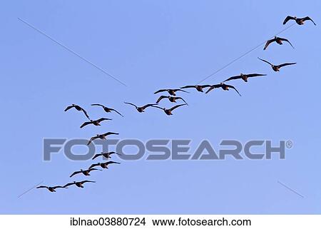 "Great Cormorants (Phalacrocorax carbo) in flight, Hamburg, Germany, Europe" View Large Photo Image Picture - "Great Cormorants (Phalacrocorax carbo) in flight, Hamburg, Germany, Europe". Fotosearch