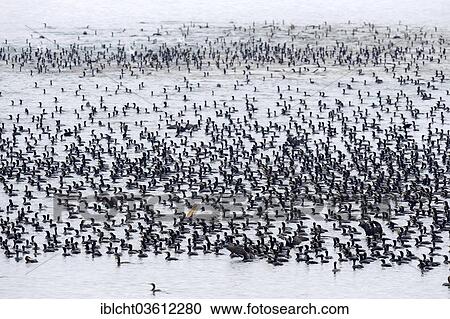 Stock Image - "Great Cormorants (Phalacrocorax carbo) and Dalmatian Pelicans (Pelecanus crispus), Central Macedonia, Greece, Europe". Fotosearch