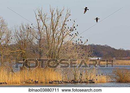 "Great Cormorants (Phalacrocorax carbo) roosting at the Elbe River, Hamburg, Germany, Europe" View Large Photo Image Stock Image - "Great Cormorants (Phalacrocorax carbo) roosting at the Elbe River, Hamburg, Germany, Europe". Fotosearch