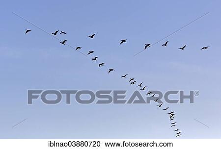 "Great Cormorants (Phalacrocorax carbo) in flight, Hamburg, Germany, Europe" View Large Photo Image Stock Image - "Great Cormorants (Phalacrocorax carbo) in flight, Hamburg, Germany, Europe". Fotosearch