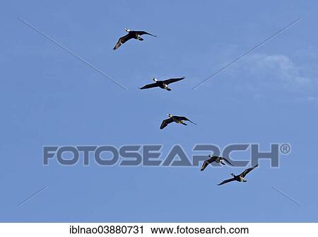 "Great Cormorants (Phalacrocorax carbo) in flight, Hamburg, Germany, Europe" View Large Photo Image Stock Image - "Great Cormorants (Phalacrocorax carbo) in flight, Hamburg, Germany, Europe". Fotosearch