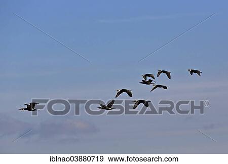 "Great Cormorants (Phalacrocorax carbo) in flight, Hamburg, Germany, Europe" View Large Photo Image Stock Photo - "Great Cormorants (Phalacrocorax carbo) in flight, Hamburg, Germany, Europe". Fotosearch