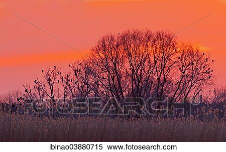 "Great Cormorants (Phalacrocorax carbo) roosting at the Elbe River, Hamburg, Germany, Europe" View Large Photo Image Stock Photography - "Great Cormorants (Phalacrocorax carbo) roosting at the Elbe River, Hamburg, Germany, Europe". Fotosearch