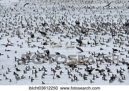 Stock Image - "Great Cormorants (Phalacrocorax carbo), Dalmatian Pelicans (Pelecanus crispus), and Great White Pelicans (Pelecanus onocrotalus), Central Macedonia, Greece, Europe". Fotosearch