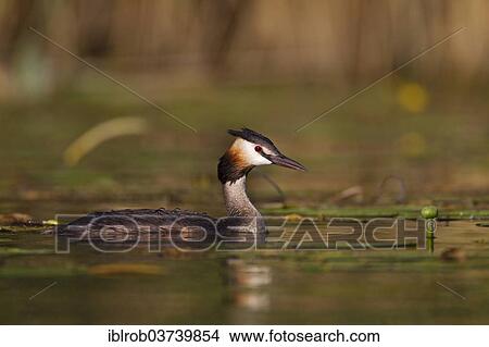 "Great Crested Grebe (Podiceps cristatus), Havel, Brandenburg, Germany, Europe" View Large Photo Image Picture - "Great Crested Grebe (Podiceps cristatus), Havel, Brandenburg, Germany, Europe". Fotosearch