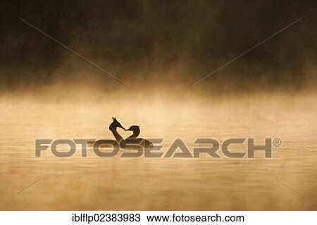 "Great Crested Grebe (Podiceps cristatus), adult pair, displaying during breeding season, silhouetted at sunrise, Kingsbury, Warwickshire, England, United Kingdom, Europe" View Large Photo Image Stock Image - "Great Crested Grebe (Podiceps cristatus), adult pair, displaying during breeding season, silhouetted at sunrise, Kingsbury, Warwickshire, England, United Kingdom, Europe". Fotosearch