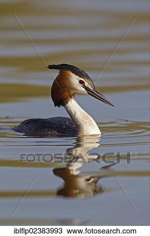 Stock Image - "Great Crested Grebe (Podiceps cristatus), adult, swimming on River Thames, Oxfordshire, England, United Kingdom, Europe". Fotosearch