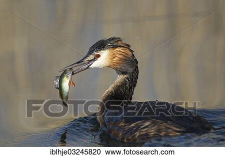 Stock Image - "Great Crested Grebe (Podiceps cristatus), Eifel, Wittlich, Rhineland-Palatinate, Germany, Europe". Fotosearch