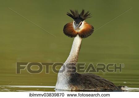 "Great Crested Grebe (Podiceps cristatus), male displaying, Muritzgebiet area, Mecklenburg Lake District, Mecklenburg-Western Pomerania, Germany, Europe" View Large Photo Image Stock Image - "Great Crested Grebe (Podiceps cristatus), male displaying, Muritzgebiet area, Mecklenburg Lake District, Mecklenburg-Western Pomerania, Germany, Europe". Fotosearch