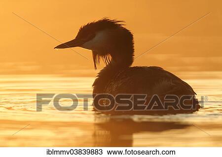 "Great Crested Grebe (Podiceps cristatus), backlit, Muritzgebiet area, Mecklenburg Lake District, Mecklenburg-Western Pomerania, Germany, Europe" View Large Photo Image Stock Image - "Great Crested Grebe (Podiceps cristatus), backlit, Muritzgebiet area, Mecklenburg Lake District, Mecklenburg-Western Pomerania, Germany, Europe". Fotosearch