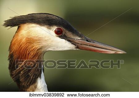 Stock Image - "Great Crested Grebe (Podiceps cristatus), portrait, Muritzgebiet area, Mecklenburg Lake District, Mecklenburg-Western Pomerania, Germany, Europe". Fotosearch
