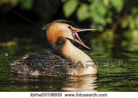 "Great Crested Grebe (Podiceps cristatus) swimming with open beak on body of water, Aussenalster, Hamburg, Hamburg, Germany, Europe" View Large Photo Image Stock Image - "Great Crested Grebe (Podiceps cristatus) swimming with open beak on body of water, Aussenalster, Hamburg, Hamburg, Germany, Europe". Fotosearch