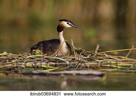 "Great Crested Grebe (Podiceps cristatus) on the nest, Havel, Brandenburg, Germany, Europe" View Large Photo Image Stock Image - "Great Crested Grebe (Podiceps cristatus) on the nest, Havel, Brandenburg, Germany, Europe". Fotosearch