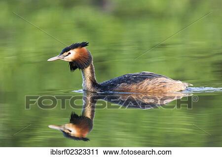 "Great Crested Grebe (Podiceps cristatus), on a lake, Kassel, Hesse, Germany, Europe" View Large Photo Image Stock Image - "Great Crested Grebe (Podiceps cristatus), on a lake, Kassel, Hesse, Germany, Europe". Fotosearch