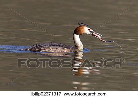 "Great Crested Grebe (Podiceps cristatus), adult, swimming, with fish in beak, Powys, Wales, United Kingdom, Europe" View Large Photo Image Stock Photo - "Great Crested Grebe (Podiceps cristatus), adult, swimming, with fish in beak, Powys, Wales, United Kingdom, Europe". Fotosearch