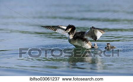 "Great Crested Grebe (Podiceps cristatus), adult and chicks, adult spreading its wings, Thuringia, Germany, Europe" View Large Photo Image Stock Photo - "Great Crested Grebe (Podiceps cristatus), adult and chicks, adult spreading its wings, Thuringia, Germany, Europe". Fotosearch