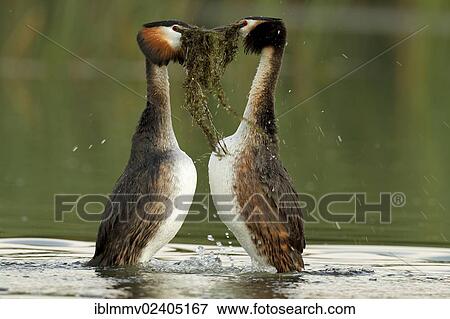 "Great Crested Grebe (Podiceps cristatus) pair in courtship, transfer of nesting material, Drosedower Bek, Mecklenburg-Strelitz district, Mecklenburg-Western Pomerania, Germany, Europe" View Large Photo Image Stock Photo - "Great Crested Grebe (Podiceps cristatus) pair in courtship, transfer of nesting material, Drosedower Bek, Mecklenburg-Strelitz district, Mecklenburg-Western Pomerania, Germany, Europe". Fotosearch