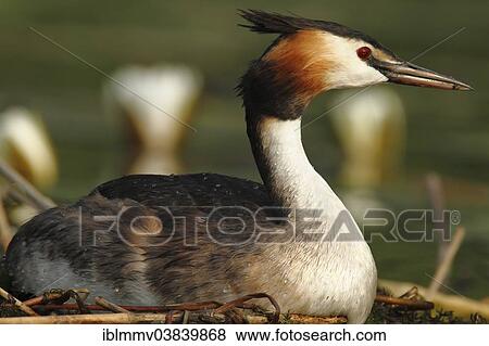 Stock Photo - "Great Crested Grebe (Podiceps cristatus) perched on the nest, Muritzgebiet area, Mecklenburg Lake District, Mecklenburg-Western Pomerania, Germany, Europe". Fotosearch
