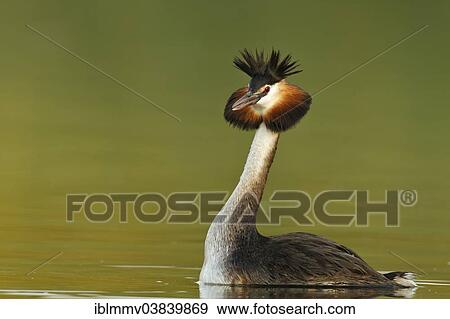 "Great Crested Grebe (Podiceps cristatus), male displaying, Muritzgebiet area, Mecklenburg Lake District, Mecklenburg-Western Pomerania, Germany, Europe" View Large Photo Image Stock Photo - "Great Crested Grebe (Podiceps cristatus), male displaying, Muritzgebiet area, Mecklenburg Lake District, Mecklenburg-Western Pomerania, Germany, Europe". Fotosearch