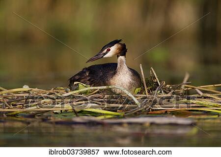 "Great Crested Grebe (Podiceps cristatus) on the nest, Havel, Brandenburg, Germany, Europe" View Large Photo Image Stock Photo - "Great Crested Grebe (Podiceps cristatus) on the nest, Havel, Brandenburg, Germany, Europe". Fotosearch