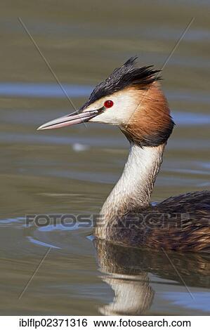 "Great Crested Grebe (Podiceps cristatus), adult, swimming, close-up of head and neck, Powys, Wales, United Kingdom, Europe" View Large Photo Image Stock Photograph - "Great Crested Grebe (Podiceps cristatus), adult, swimming, close-up of head and neck, Powys, Wales, United Kingdom, Europe". Fotosearch