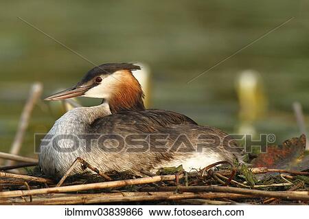 "Great Crested Grebe (Podiceps cristatus) perched on the nest, Muritzgebiet area, Mecklenburg Lake District, Mecklenburg-Western Pomerania, Germany, Europe" View Large Photo Image Stock Photograph - "Great Crested Grebe (Podiceps cristatus) perched on the nest, Muritzgebiet area, Mecklenburg Lake District, Mecklenburg-Western Pomerania, Germany, Europe". Fotosearch
