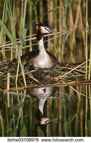 Stock Photograph - "Great Crested Grebe (Podiceps cristatus) sitting on a nest, Schmaler Luzin, Feldberger Seenlandschaft, Mecklenburg-Western Pomerania, Germany, Europe". Fotosearch