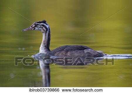 "Great Crested Grebe (Podiceps cristatus), young bird, Havel, Brandenburg, Germany, Europe" View Large Photo Image Stock Photograph - "Great Crested Grebe (Podiceps cristatus), young bird, Havel, Brandenburg, Germany, Europe". Fotosearch