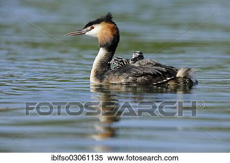 "Great Crested Grebe (Podiceps cristatus), adult, on water with young birds in plumage, Thuringia, Germany, Europe" View Large Photo Image Stock Photography - "Great Crested Grebe (Podiceps cristatus), adult, on water with young birds in plumage, Thuringia, Germany, Europe". Fotosearch