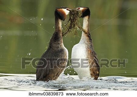 "Great Crested Grebes (Podiceps cristatus), male and female performing the courtship dance with nesting material, Muritzgebiet area, Mecklenburg Lake District, Mecklenburg-Western Pomerania, Germany, Europe" View Large Photo Image Stock Image - "Great Crested Grebes (Podiceps cristatus), male and female performing the courtship dance with nesting material, Muritzgebiet area, Mecklenburg Lake District, Mecklenburg-Western Pomerania, Germany, Europe". Fotosearch