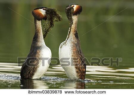 "Great Crested Grebes (Podiceps cristatus), male and female performing the courtship dance with nesting material, Muritzgebiet area, Mecklenburg Lake District, Mecklenburg-Western Pomerania, Germany, Europe" View Large Photo Image Stock Photo - "Great Crested Grebes (Podiceps cristatus), male and female performing the courtship dance with nesting material, Muritzgebiet area, Mecklenburg Lake District, Mecklenburg-Western Pomerania, Germany, Europe". Fotosearch