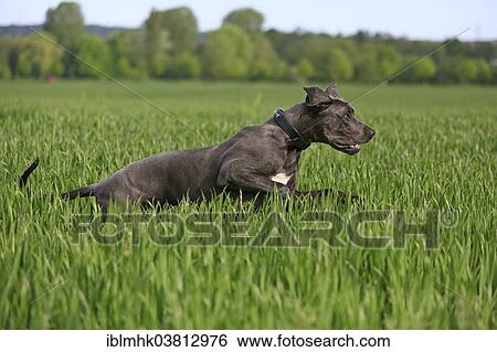 Stock Photograph - "Great Dane in the grass, Germany, Europe". Fotosearch