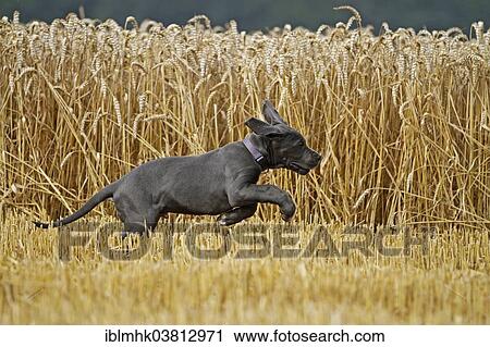 "Great Dane on stubble field, Germany, Europe" View Large Photo Image Stock Image - "Great Dane on stubble field, Germany, Europe". Fotosearch