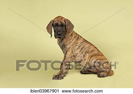 "Great Dane, puppy, 9 weeks, brindle" View Large Photo Image Stock Image - "Great Dane, puppy, 9 weeks, brindle". Fotosearch