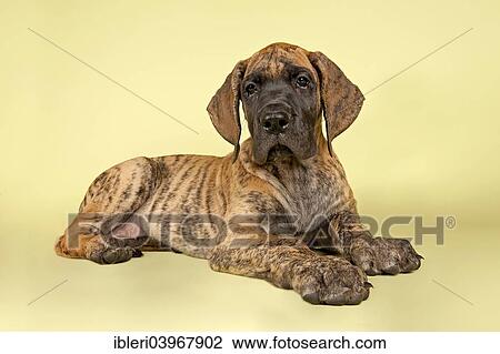 "Great Dane, puppy, 9 weeks, brindle" View Large Photo Image Stock Image - "Great Dane, puppy, 9 weeks, brindle". Fotosearch